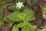 Tropical Mexican clover